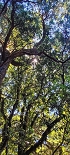 Plants: image 68 Of 208 Thumb